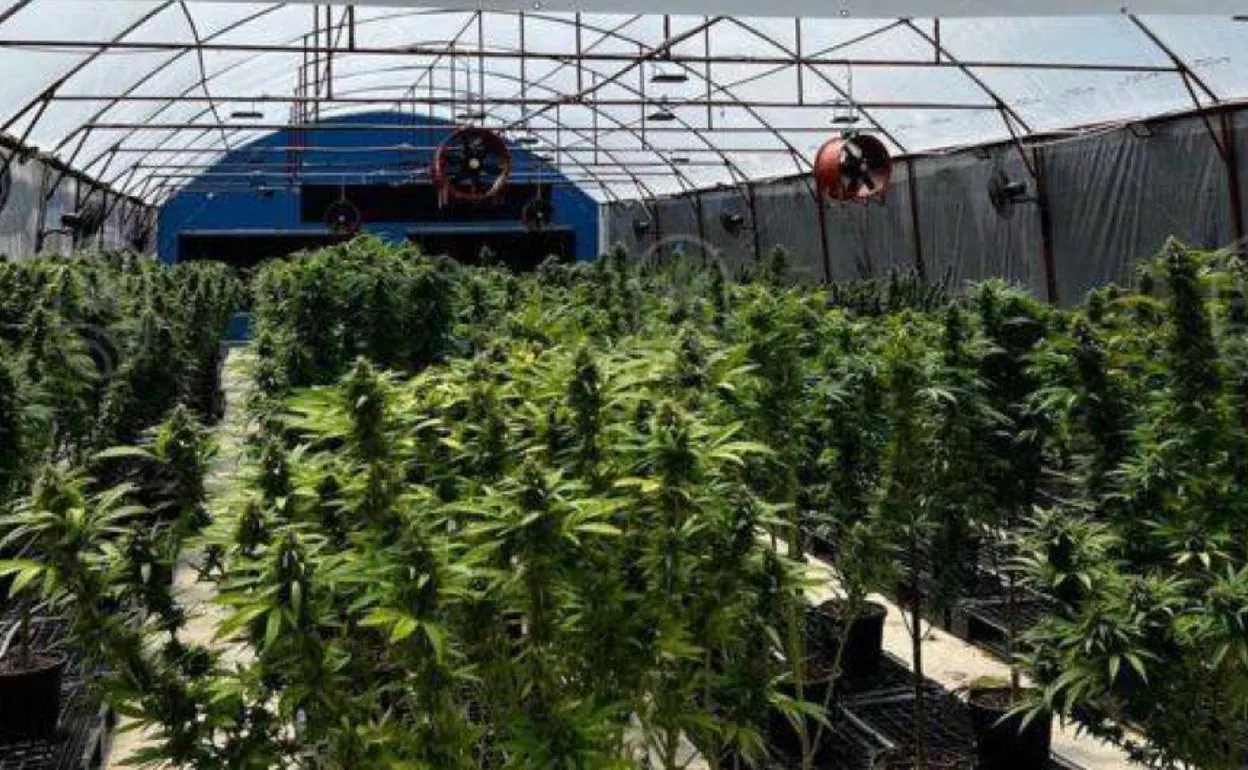 La Guardia Civil Desmantela 12 Plantaciones De Marihuana En Bizkaia ...